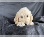 Small #10 Goldendoodle