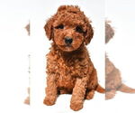 Small #25 Goldendoodle mix (+ Poodle Miniature)