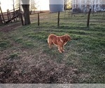 Small Photo #1 Golden Retriever Puppy For Sale in BURNS, KS, USA