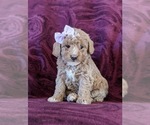 Small Photo #1 Goldendoodle Puppy For Sale in OXFORD, PA, USA