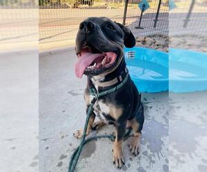 Rottweiler-American Pit Bull Terrier Dogs for adoption in Sacramento, CA, USA