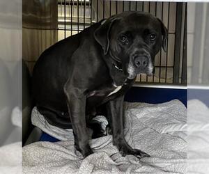 American Pit Bull Terrier Dogs for adoption in Santa Barbara, CA, USA