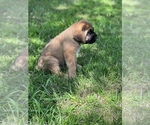 Small Photo #7 Bloodhound-Mastiff Mix Puppy For Sale in COLCORD, OK, USA