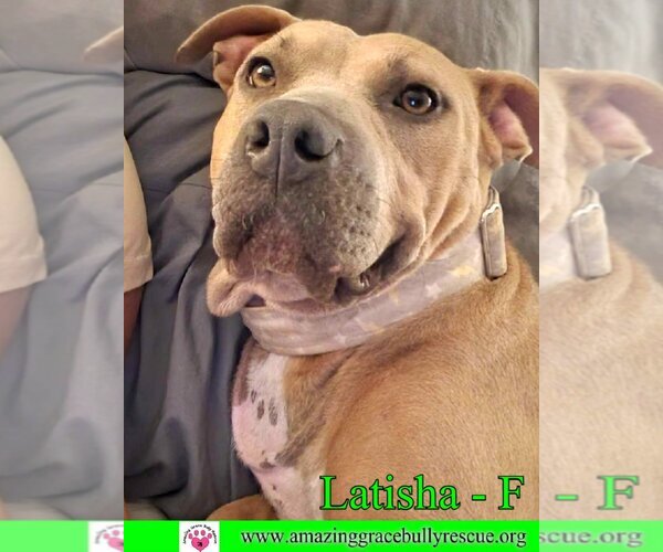 Medium Photo #7 American Bulldog Puppy For Sale in Pensacola, FL, USA