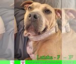 Small #6 American Bulldog