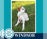Small Photo #4 Aussiedor Puppy For Sale in Kimberton, PA, USA