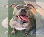 Small American Pit Bull Terrier
