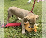 Small #2 Labrador Retriever