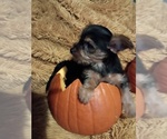 Litter of 5 - Male(s) and Female(s) Yorkshire TerrierLitter of Puppies for Sale - Photo #2