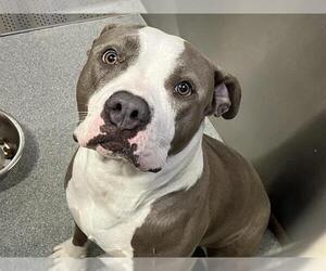 American Pit Bull Terrier Dogs for adoption in Orange, CA, USA