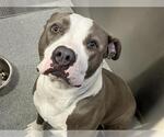 Small American Pit Bull Terrier