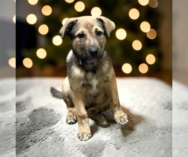 Medium Photo #8 Mutt Puppy For Sale in Bellingham, WA, USA