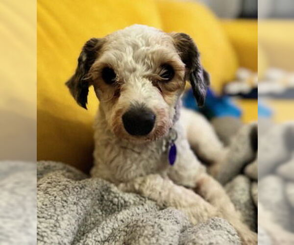 Medium Photo #5 Maltese Puppy For Sale in Fremont, CA, USA