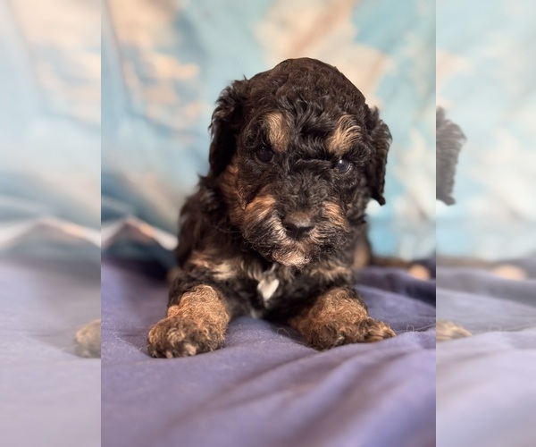 Medium Photo #6 Bernedoodle (Miniature) Puppy For Sale in LONGMONT, CO, USA
