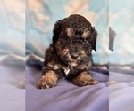 Theodore - Male Bernedoodle (Miniature) Puppy for Sale - Photo #6
