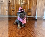 Small Photo #33 Olde English Bulldogge Puppy For Sale in FORT WORTH, TX, USA