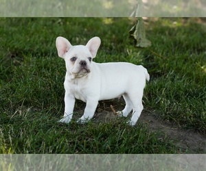 French Bulldog Puppy for sale in NAPPANEE, IN, USA