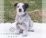 Small Australian Cattle Dog
