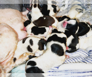 Shih Tzu Puppy for sale in HAYWARD, CA, USA