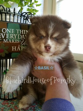 Medium Photo #28 Pomsky Puppy For Sale in ANDOVER, MN, USA