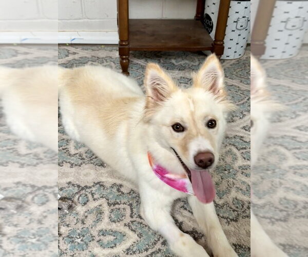 Medium Photo #4 Mutt Puppy For Sale in San Leon, TX, USA