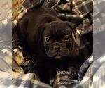 Small #1 Olde English Bulldogge