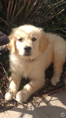 Golden Retriever Puppy for sale in RAMONA, CA, USA