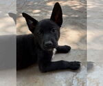 Small #6 Labrador Retriever Mix