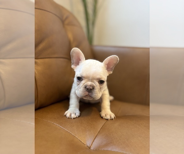 Medium Photo #3 French Bulldog Puppy For Sale in ENGLEWOOD, CO, USA