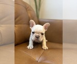 Small #2 French Bulldog