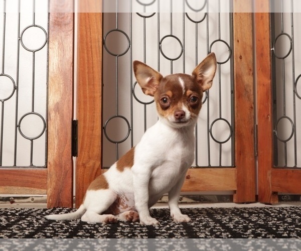 Medium Photo #1 Chihuahua Puppy For Sale in NAPLES, FL, USA