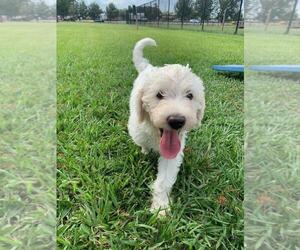 Labradoodle Puppy for Sale in BUNA, Texas USA