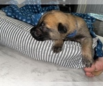 Small Photo #280 Belgian Malinois Puppy For Sale in REESEVILLE, WI, USA