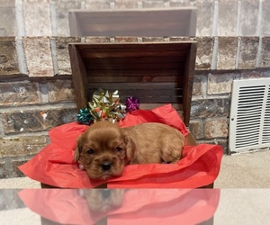 Cavalier King Charles Spaniel Puppy for sale in STE GENEVIEVE, MO, USA