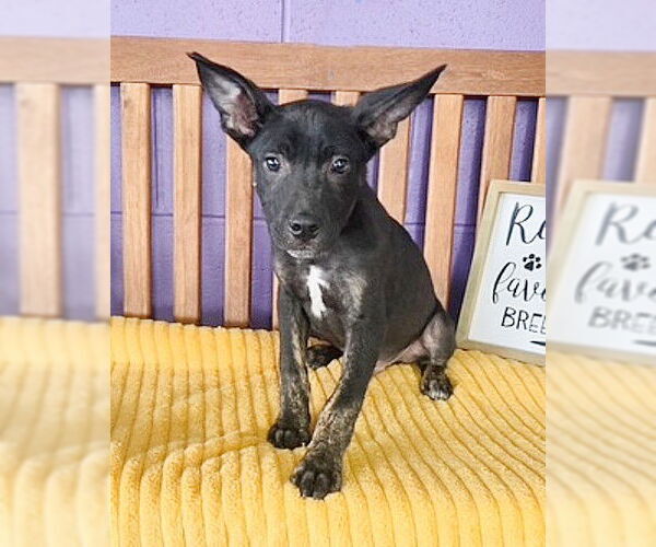 Medium Photo #1 Mutt Puppy For Sale in Genesee, WI, USA