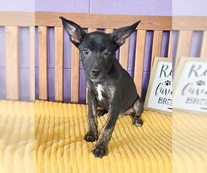 Mutt Dogs for adoption in Genesee, WI, USA