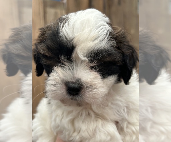 Medium Photo #1 Zuchon Puppy For Sale in DRY RIDGE, KY, USA