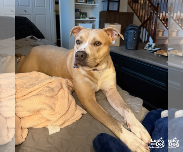 Medium Photo #8 Mutt Puppy For Sale in Washington, DC, USA