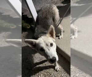 Vada - Female Siberian Husky-Unknown Mix Dog for Adoption - Photo #3
