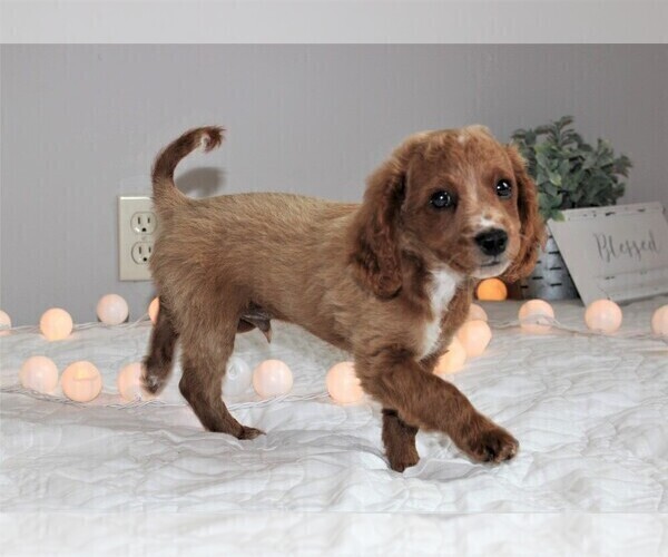 Medium Photo #7 Cavapoo Puppy For Sale in MEADVILLE, PA, USA
