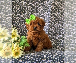 Cavapoo Puppy for sale in NEW PROVIDENCE, PA, USA