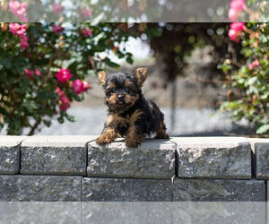 Yorkshire Terrier Puppy for Sale in WARSAW, Indiana USA