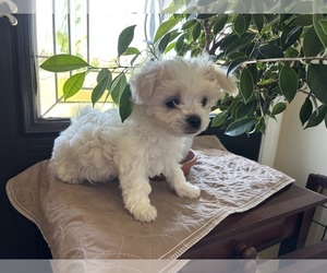Maltese Puppy for sale in HARVEST, AL, USA