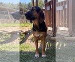 Small Photo #3 Bloodhound-German Shepherd Dog Mix Puppy For Sale in Wetumpka, AL, USA