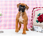 Puppy Valentine Boxer