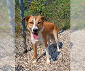 Mutt Dogs for adoption in Lake City, MI, USA