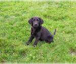 Small #3 Labrador Retriever