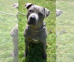 Small Photo #1 American Pit Bull Terrier Puppy For Sale in Jackson, MS, USA