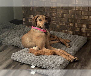 Great Dane Dogs for adoption in Ames, IA, USA