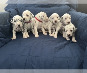 Dalmatian Puppy for sale in WYLIE, TX, USA
